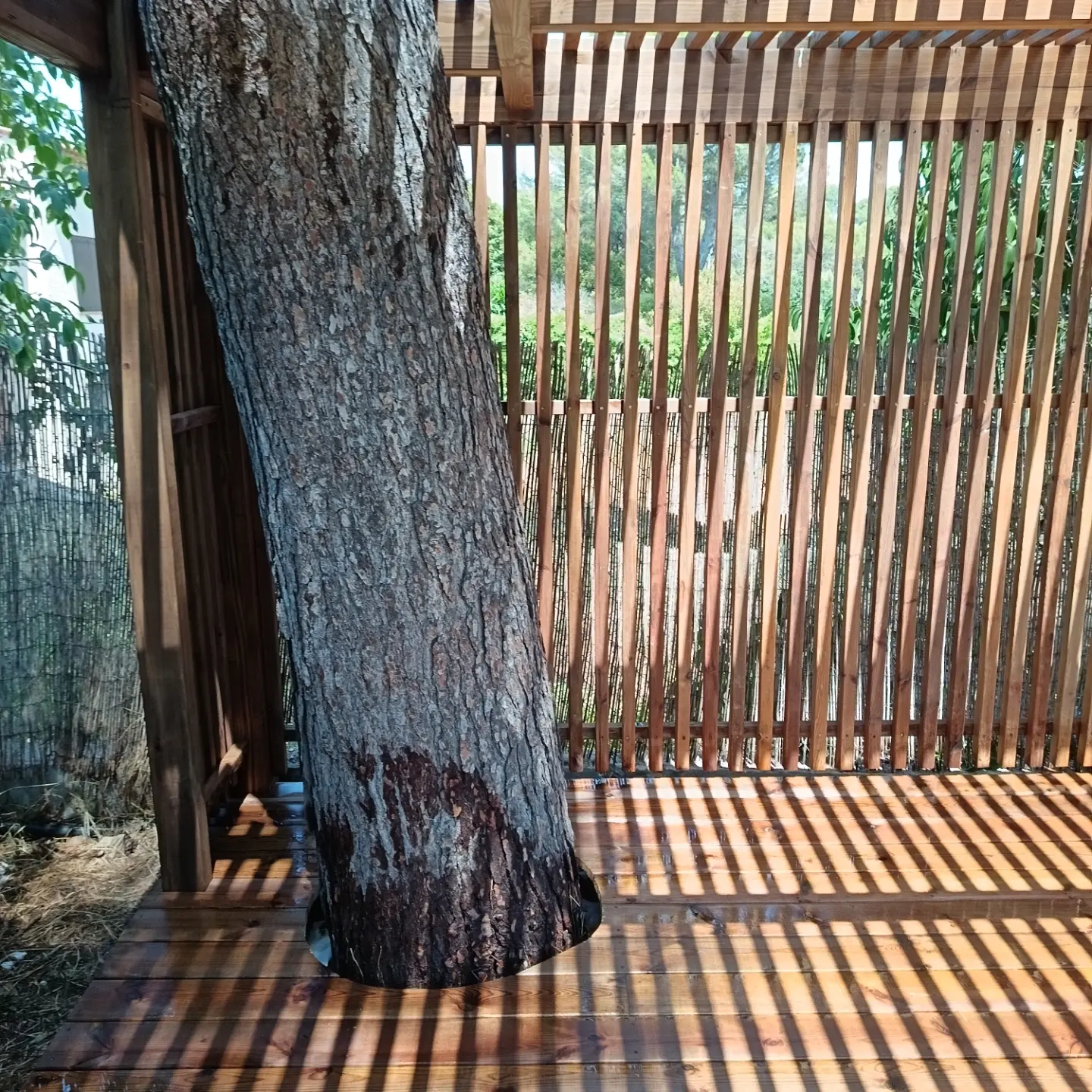 Pergola en bois construite autour de deux pins, vue 6